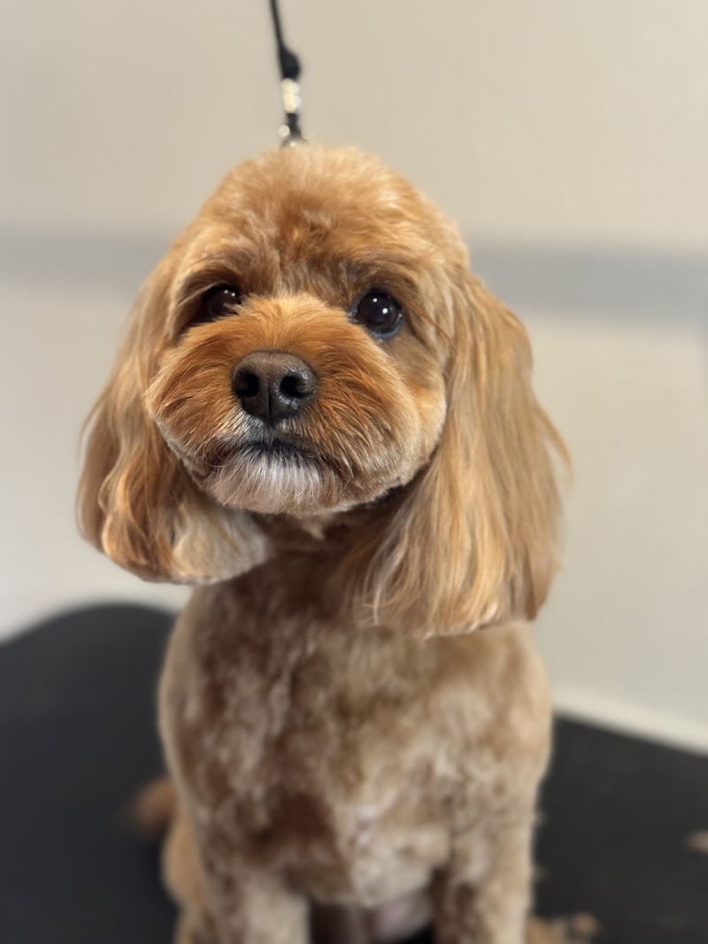 Bark Street Dog Grooming photo 1