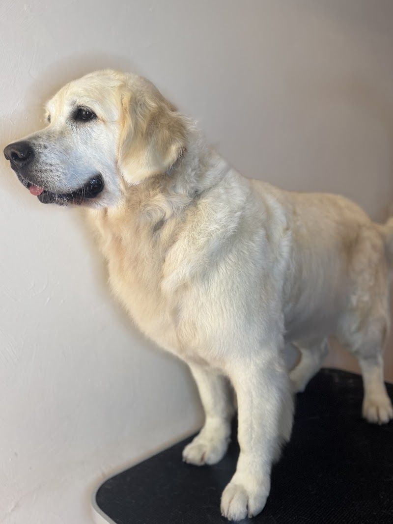 Bark Street Dog Grooming photo 2