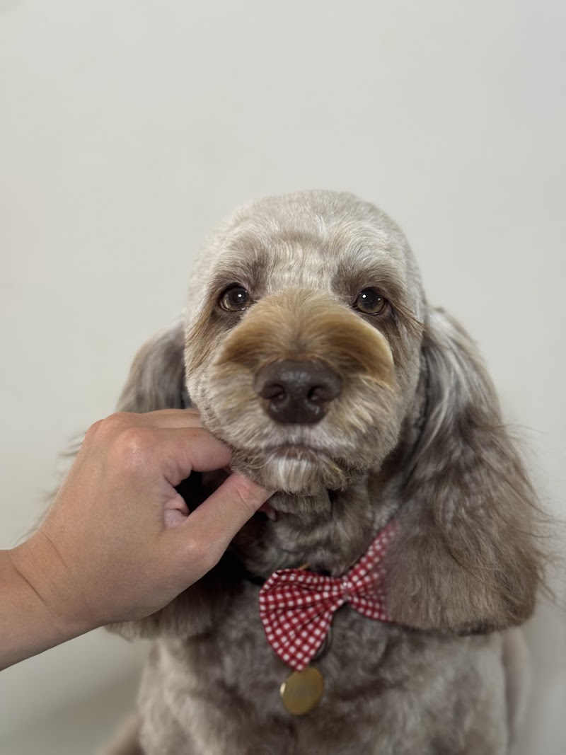Bark Street Dog Grooming photo 3