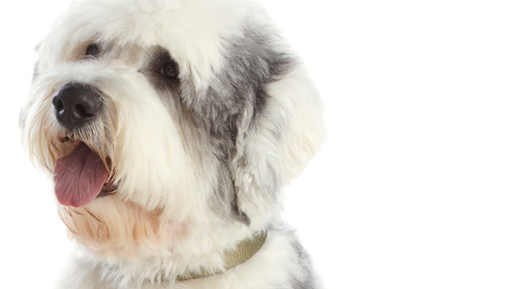 Digbys dog grooming & teeth cleaning. — dog groomer