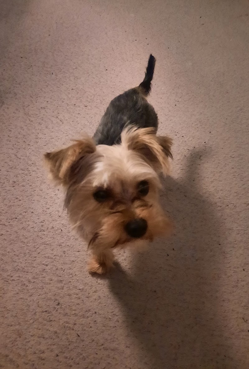 Digbys dog grooming & teeth cleaning. photo 2