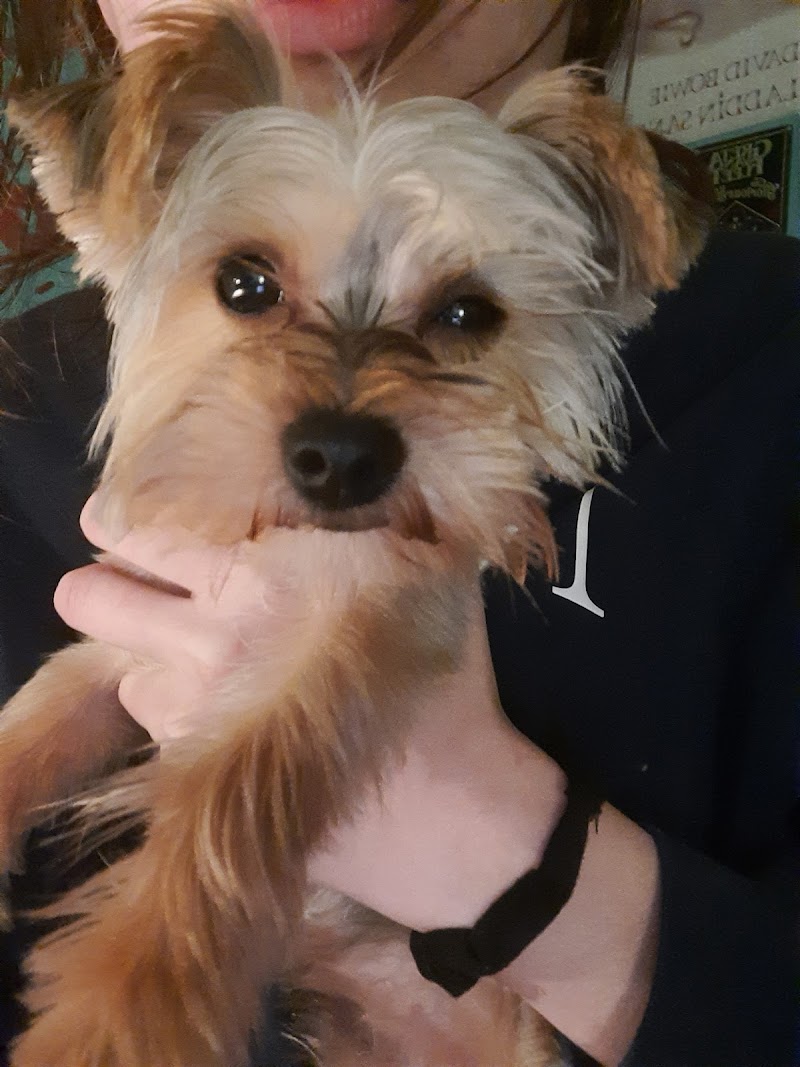 Digbys dog grooming & teeth cleaning. photo 4