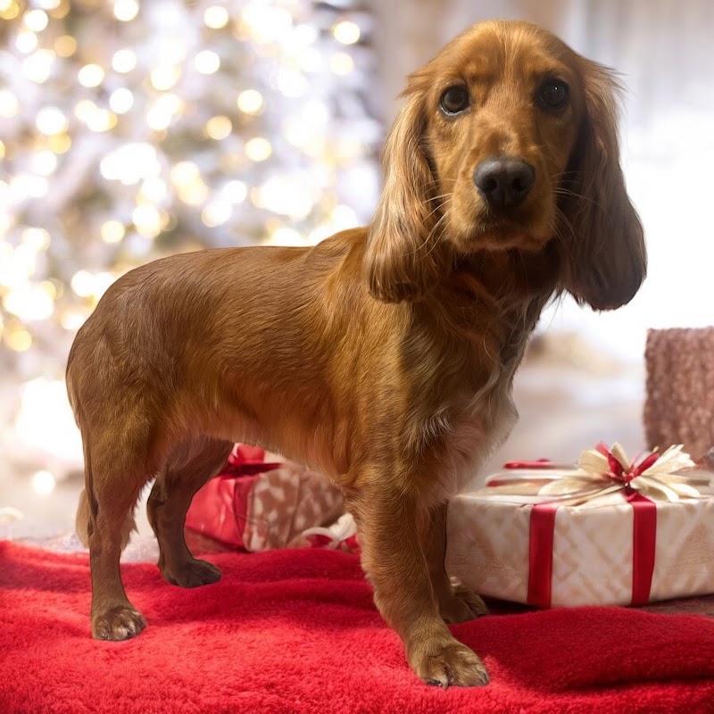 Hands On Hounds dog grooming Crawley photo 1
