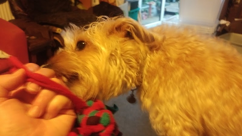 Pristine Pets photo 1