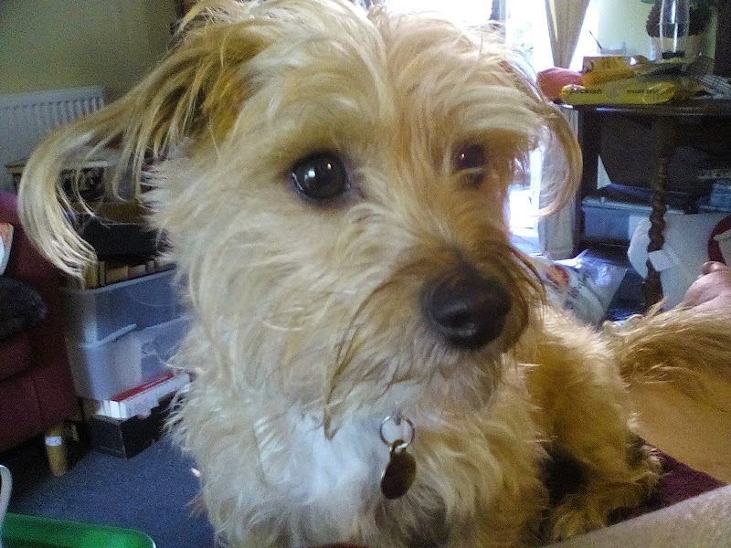 Pristine Pets photo 2