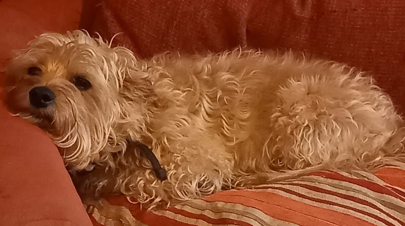 Pristine Pets photo 3