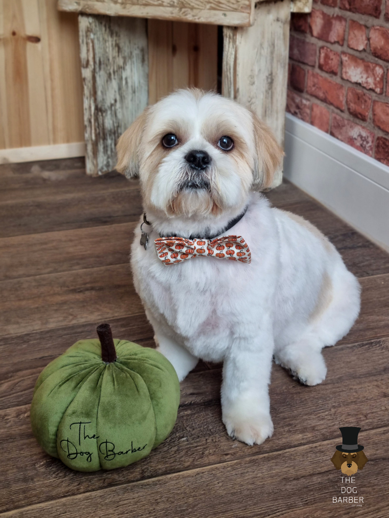 The Dog Barber photo 3