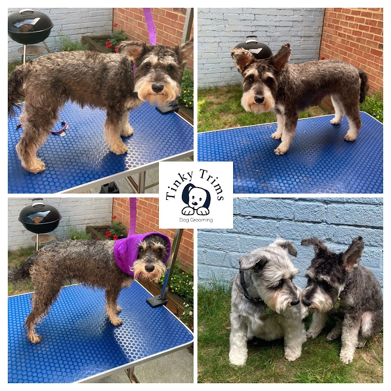 Tinky Trims Dog Grooming photo 1