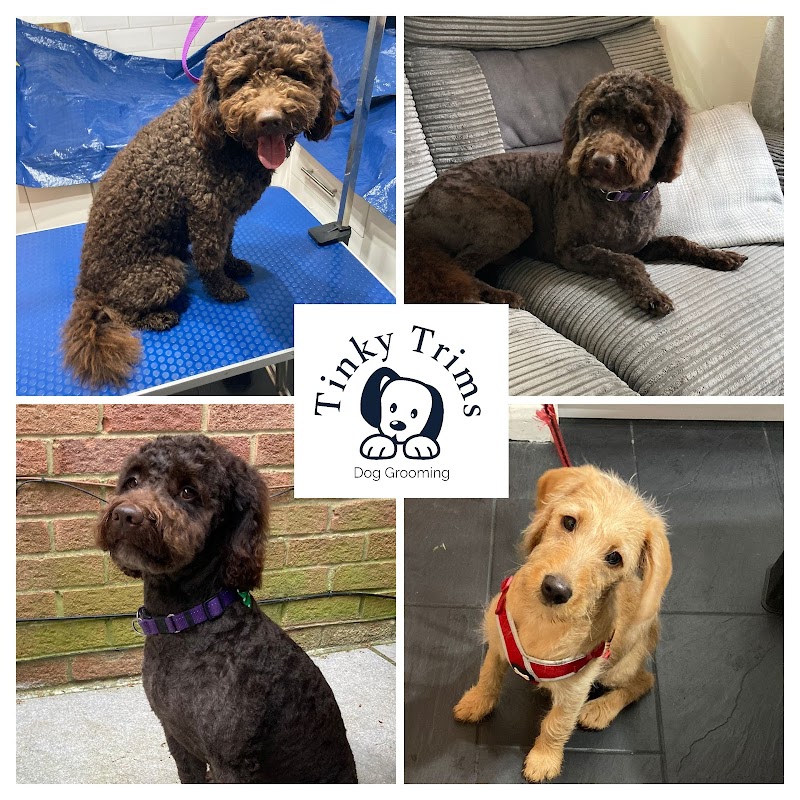 Tinky Trims Dog Grooming photo 2