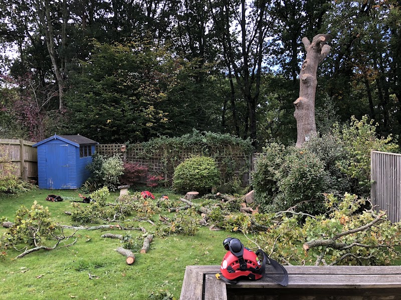 Tulip Tree Care & Contracting photo 1