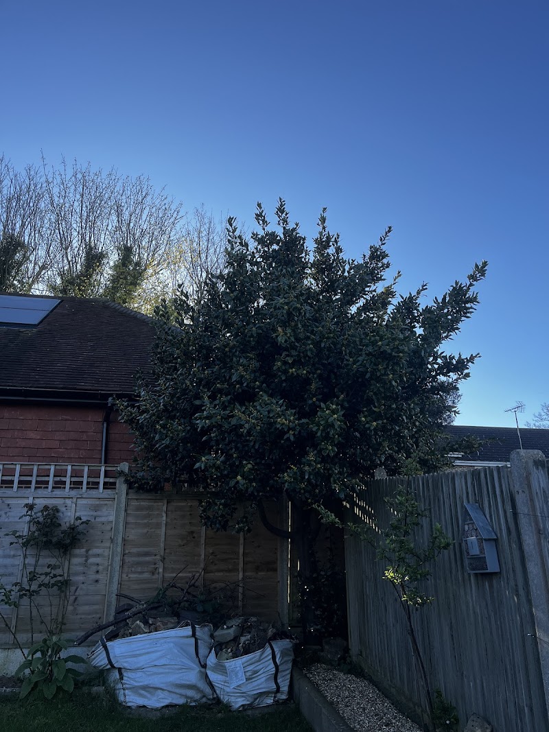 Tulip Tree Care & Contracting photo 2