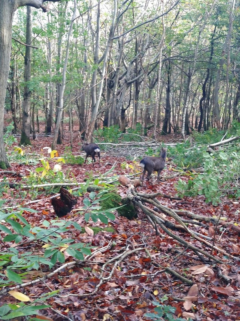 Tulip Tree Care & Contracting photo 3